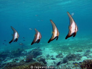BatFishes by Jagwang Koo 